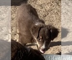 Small #19 Miniature Australian Shepherd