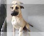 A662982 - Female German Shepherd Dog-Unknown Mix Dog for Adoption - Small photo