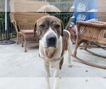 Small #5 Boxer Mix