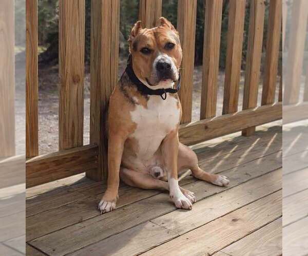 Medium Photo #1 American Bully Puppy For Sale in VILLA RICA, GA, USA