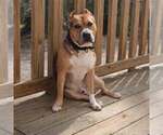 Small Photo #1 American Bully Puppy For Sale in VILLA RICA, GA, USA