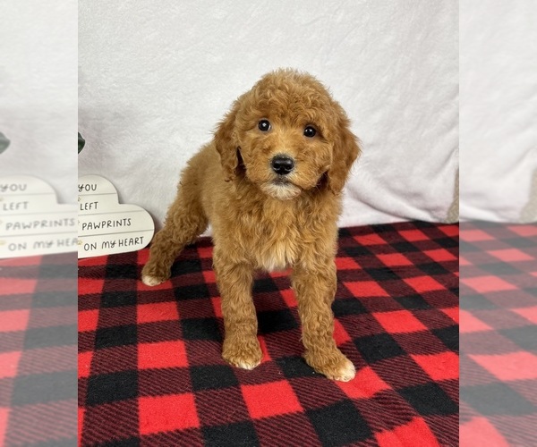 Medium Photo #6 Goldendoodle (Miniature) Puppy For Sale in GREENFIELD, IN, USA