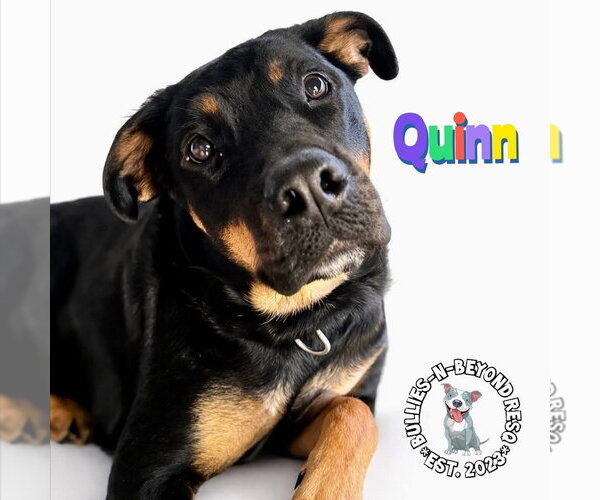 Medium Photo #3 Rottweiler-Unknown Mix Puppy For Sale in Omaha, NE, USA