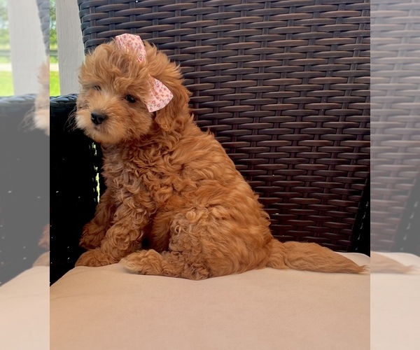 Medium Photo #2 Goldendoodle-Miniature Bernedoodle Mix Puppy For Sale in MIDDLETOWN, OH, USA