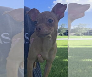 Blair - Female ShiChi Dog for Adoption - Photo #3