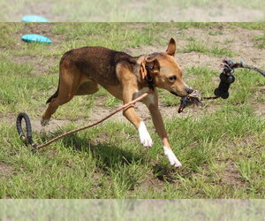 American Pit Bull Terrier Dogs for adoption in Ocala, FL, USA