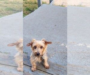 Yorkshire Terrier Puppy for sale in WATERLOO, IA, USA