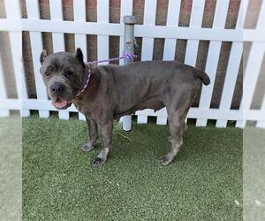 Mutt Dogs for adoption in Modesto, CA, USA