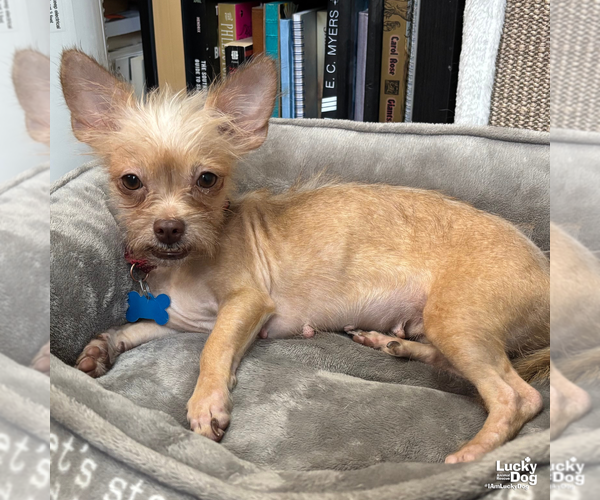 Medium Photo #6 Chihuahua-Unknown Mix Puppy For Sale in Washington, DC, USA