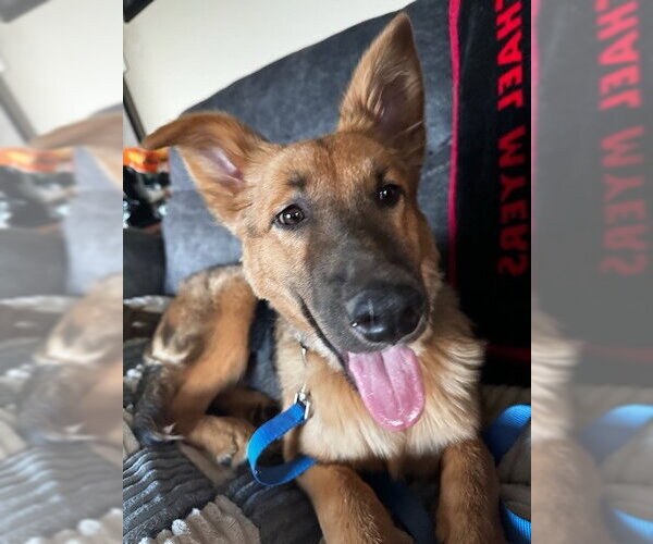 Medium Photo #7 German Shepherd Dog Puppy For Sale in Kansas City, MO, USA