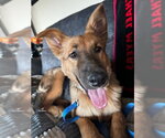 Small #6 German Shepherd Dog