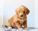 Small #3 Goldendoodle