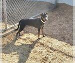 Small #7 Mutt