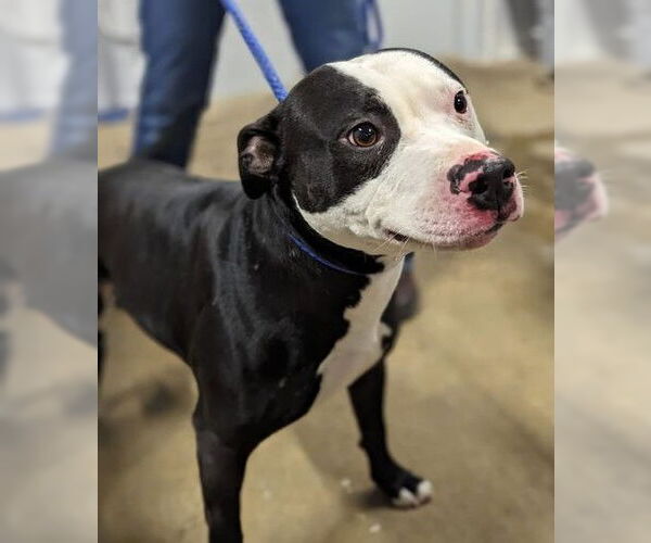 Medium Photo #4 Mutt Puppy For Sale in Crystal, MN, USA