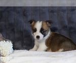 Puppy Leo Pembroke Welsh Corgi