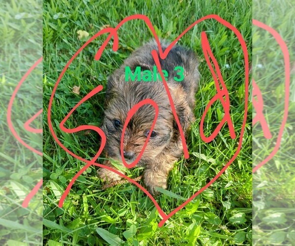 Medium Photo #6 Malchi Puppy For Sale in WOBURN, MA, USA