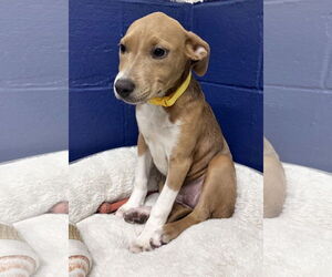Mutt Dogs for adoption in Sterling, MA, USA