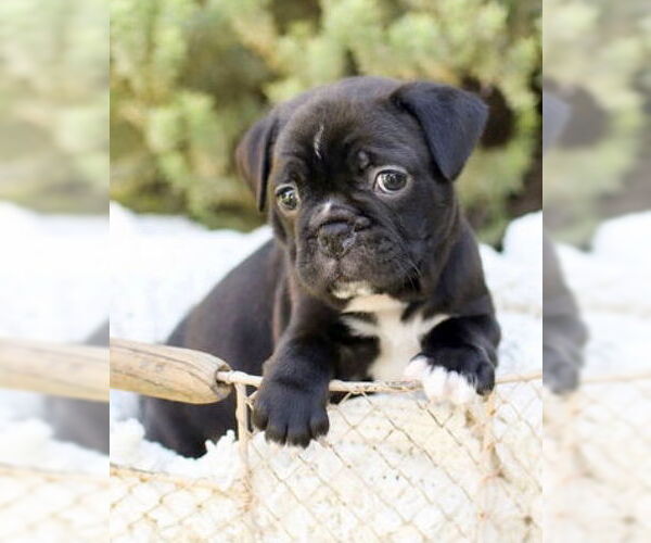 Medium Photo #2 Faux Frenchbo Bulldog Puppy For Sale in Corona, CA, USA