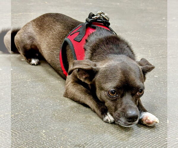Medium Photo #6 Chihuahua-Unknown Mix Puppy For Sale in Rockaway, NJ, USA