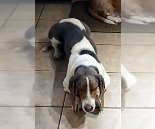 Medium Photo #2 Basset Hound Puppy For Sale in Deepwater, NJ, USA