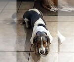 Small #1 Basset Hound