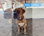 Small #1 Boxer