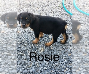 Rottweiler Puppy for sale in MC ALISTERVILLE, PA, USA