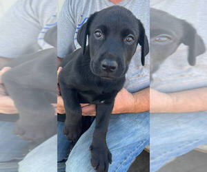 Labrador Retriever Puppy for sale in FINCASTLE, VA, USA