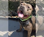 Small #2 Staffordshire Bull Terrier Mix