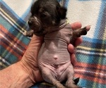 Small #2 Chinese Crested