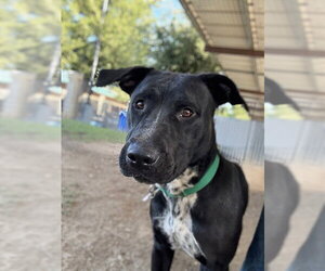 SWEETPEA - Female Labrador Retriever-Unknown Mix Dog for Adoption - Photo #2