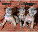Small Photo #9 Olde English Bulldogge Puppy For Sale in LOUISVILLE, KY, USA