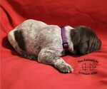 Small Photo #2 German Shorthaired Pointer Puppy For Sale in CONWAY, AR, USA