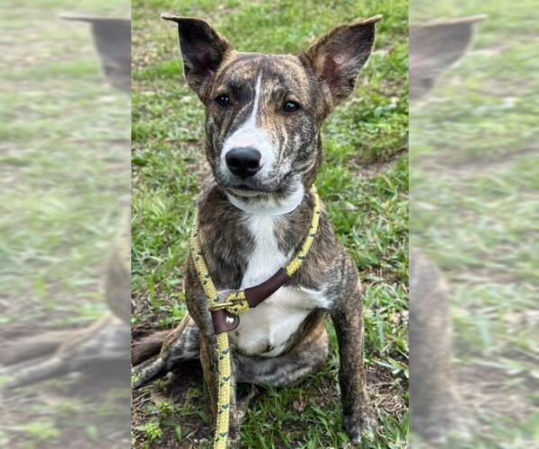 Medium Photo #1 American Staffordshire Terrier Puppy For Sale in Fort Lauderdale, FL, USA