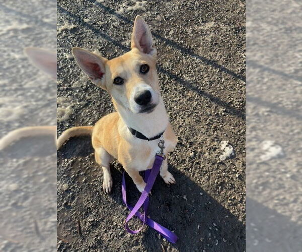 Medium Photo #2 Mutt Puppy For Sale in Elmsford, NY, USA