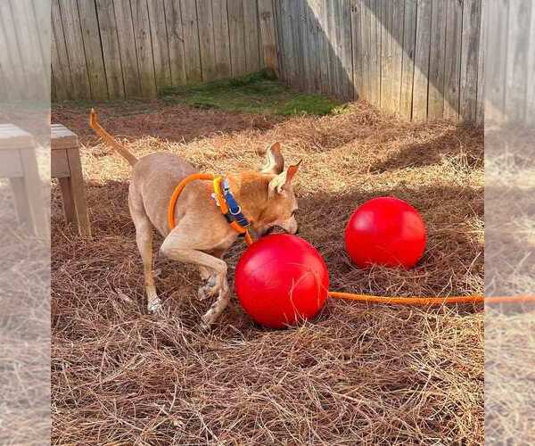 Medium Photo #2 Greyhound-Jack Russell Terrier Mix Puppy For Sale in Kennesaw, GA, USA