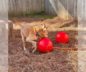 Meeko - Male Greyhound-Jack Russell Terrier Mix Dog for Adoption - Photo #2