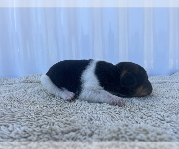 Medium Photo #17 Rat Terrier Puppy For Sale in DORA, MO, USA