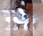 Small Photo #29 French Bulldog Puppy For Sale in ADRIAN, MI, USA