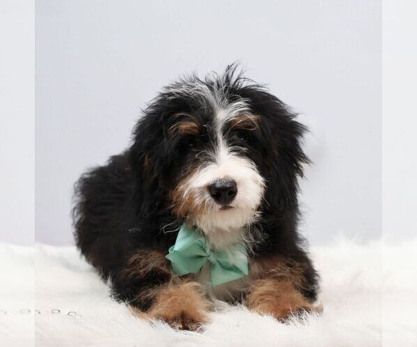 Medium Photo #1 Bernedoodle (Miniature) Puppy For Sale in LIVINGSTON, WI, USA