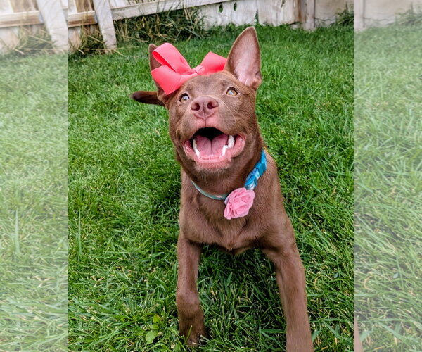 Medium Photo #8 Australian Kelpie-Unknown Mix Puppy For Sale in Sandy, UT, USA