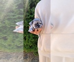 Puppy 3 American Bully-French Bulldog Mix
