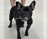 Small #2 French Bulldog Mix