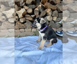 Shepradors Puppy for sale in WHITTIER, CA, USA