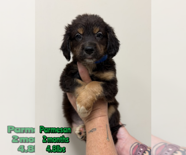 Medium Photo #1 Mutt Puppy For Sale in Woodbury, NY, USA