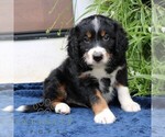 Small #3 Bernedoodle (Miniature)