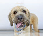 Small Briard
