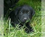 Small Photo #60 Labrador Retriever Puppy For Sale in OLYMPIA, WA, USA