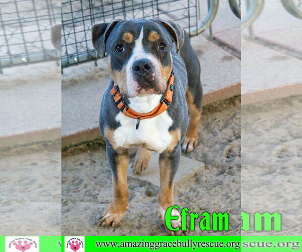 Medium Photo #1 American Bulldog-Unknown Mix Puppy For Sale in Pensacola, FL, USA