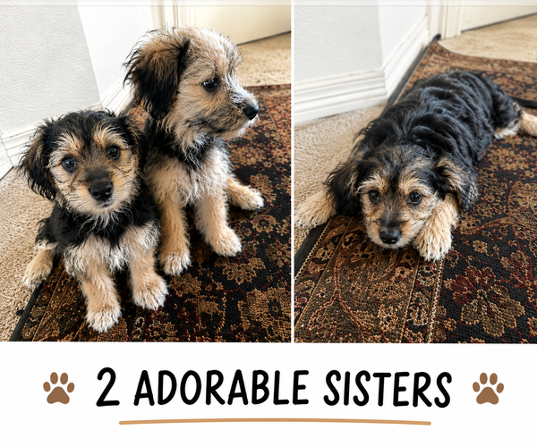Medium Photo #1 Maltipoo (Miniature)-Yorkshire Terrier Mix Puppy For Sale in DENVER, CO, USA